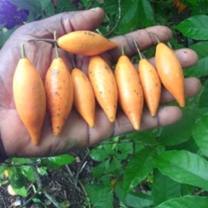 tabernanthe iboga seed for sale